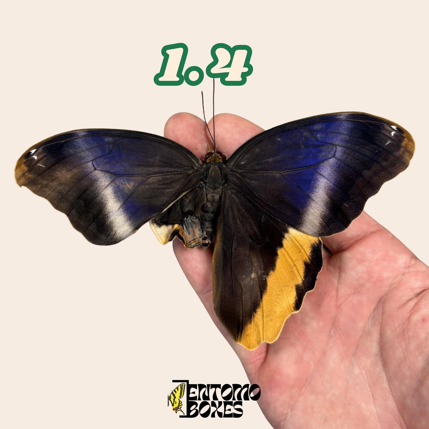Large real Caligo atreus owl butterfly specimen unmounted for taxidermy and entomology (etsy image id: 7980032947)