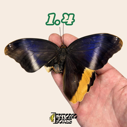 Large real Caligo atreus owl butterfly specimen unmounted for taxidermy and entomology (etsy image id: 7980032947)