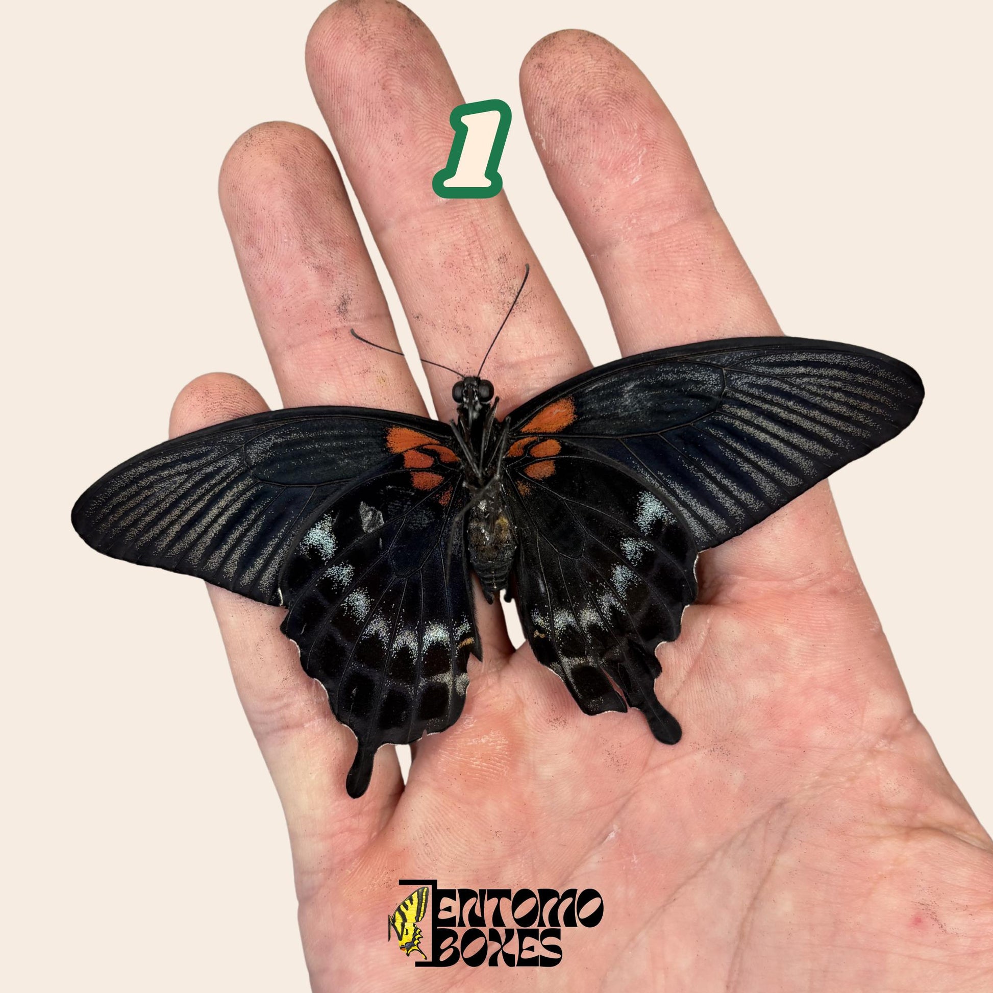 Real butterfly Papilio lowi: unmounted A1 quality colorful specimen for collection and taxidermy