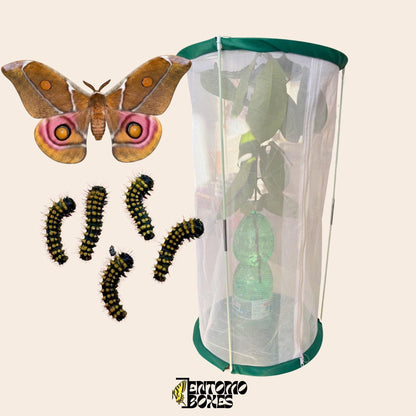 insect cylindrical breeding cage made out of mesh material (etsy image id: 7982543698)