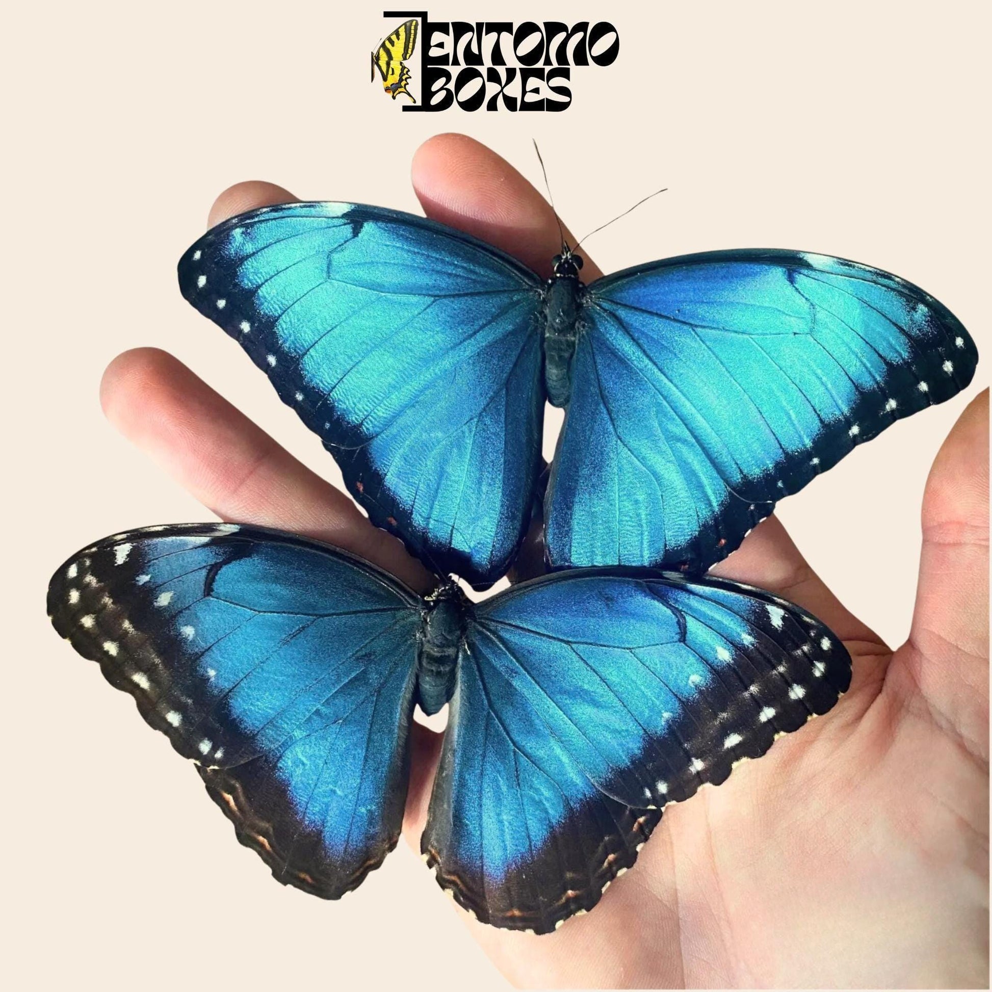 blue morpho helenor butterflies pair __etsy:7983857780