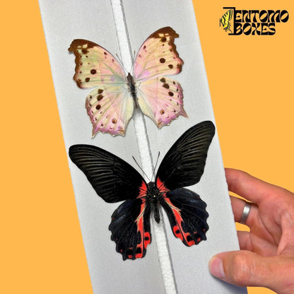 papilio rumanzovia and salamis parhassus on entomoboxes pinning board (etsy image id: 7983857896)