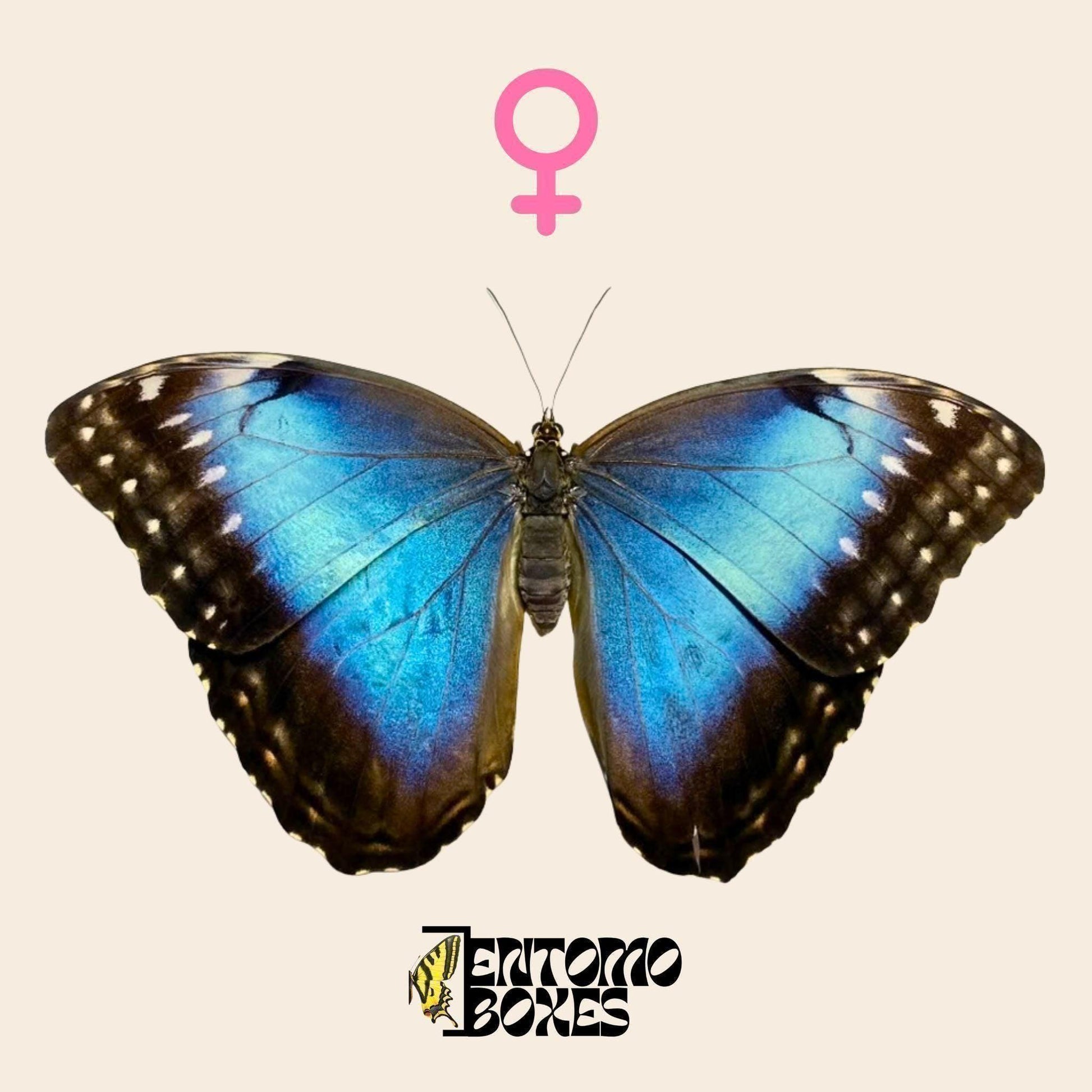 morpho helenor blue butterfly female __etsy:7983857950