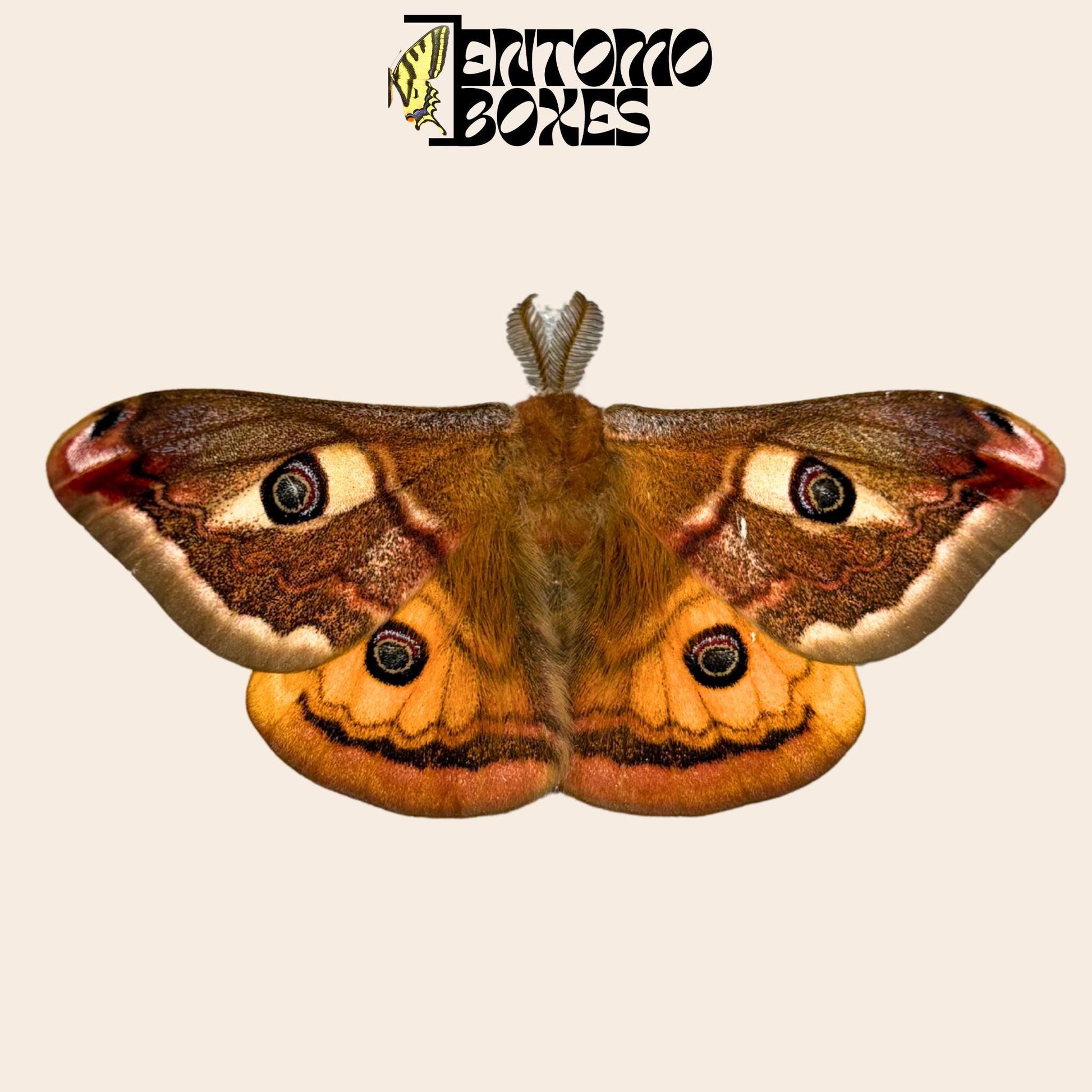 saturnia pavonia male moth with opened wings