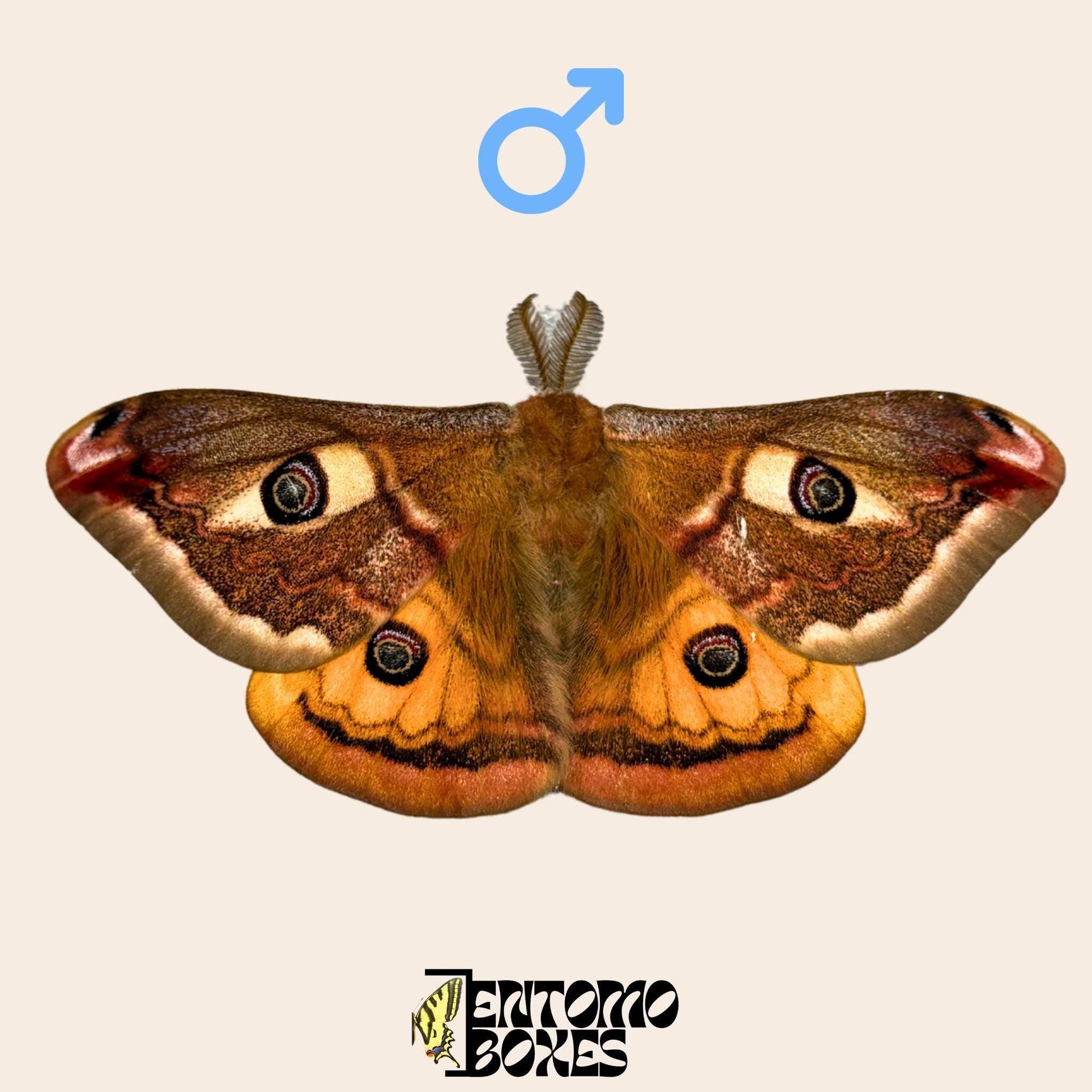 saturnia pavonia male moth with opened wings
