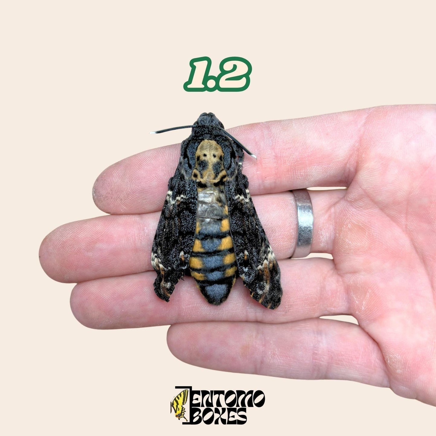 Real Death's Head Hawkmoth: Papered unmounted Acherontia Atropos Specimen moth for Taxidermy & Art (etsy image id: 7985536230)