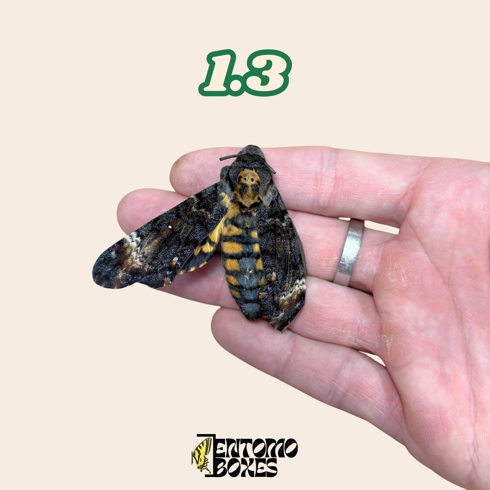 Real Death's Head Hawkmoth: Papered unmounted Acherontia Atropos Specimen moth for Taxidermy & Art (etsy image id: 7985536328)