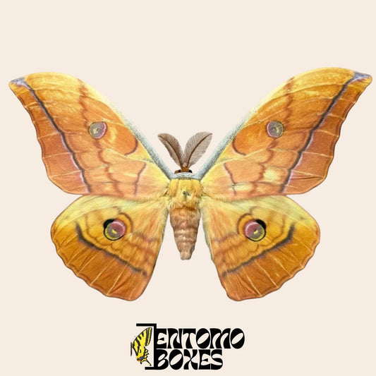 antheraea yamamai orange pinned male (etsy image id: 7987234572)