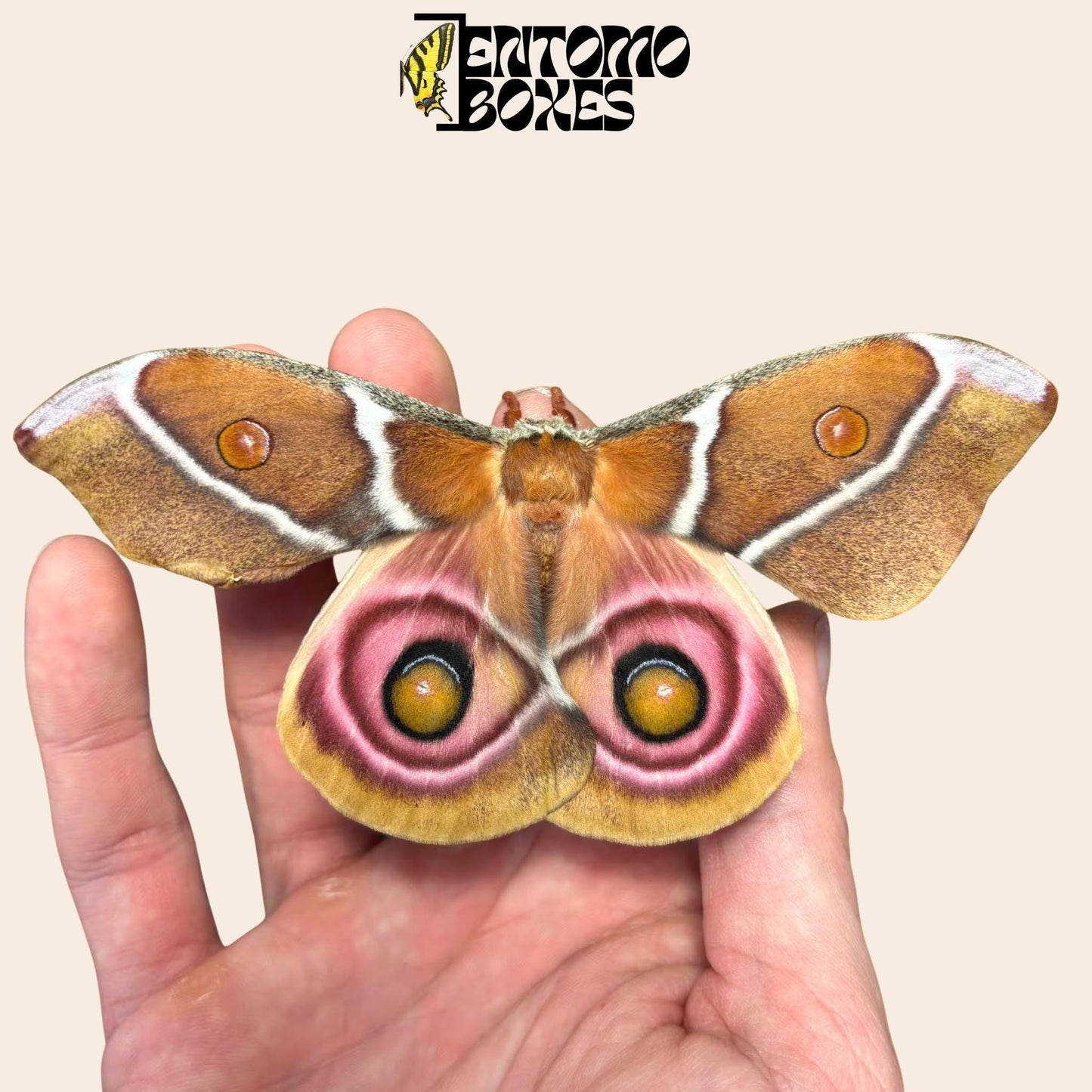 antherina suraka female moth (etsy image id: 7987234714)