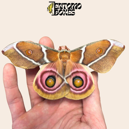 antherina suraka female moth (etsy image id: 7987234714)