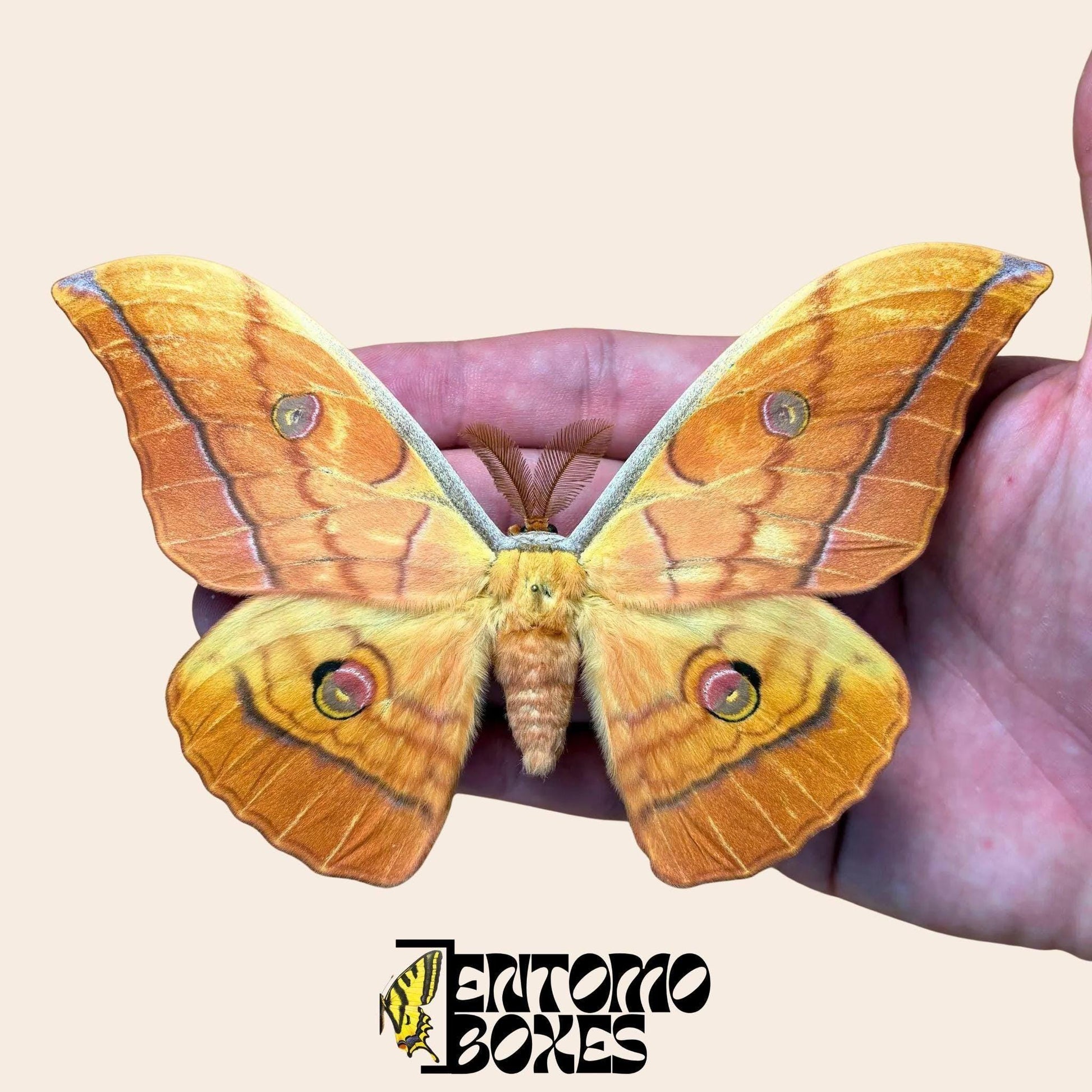 antheraea yamamai orange pinned male (etsy image id: 7987234778)