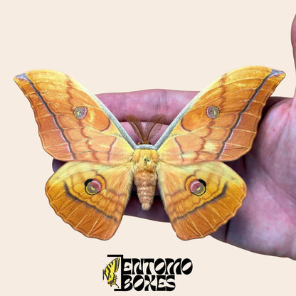 antheraea yamamai orange pinned male (etsy image id: 7987234778)