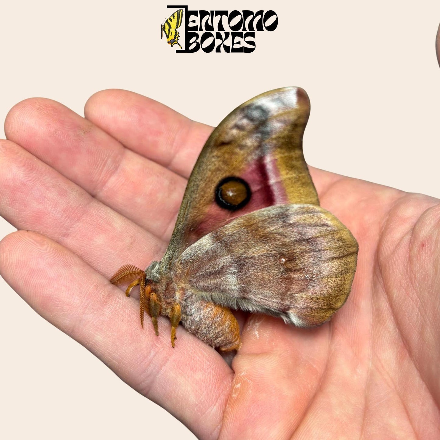 antherina suraka folded wings male moth (etsy image id: 7987234800)