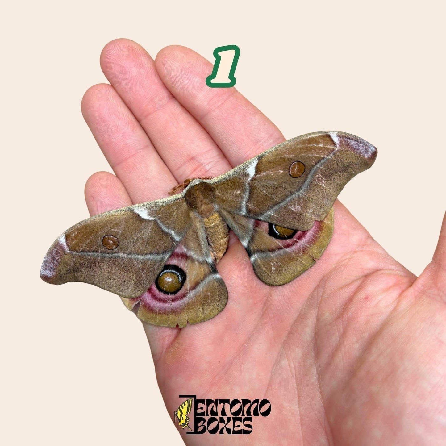 Real Antherina Suraka Moth Specimen, Pinned or Unmounted, Madagascar Silk Moth, Entomology Display, Taxidermy Insect (etsy image id: 7987234884)