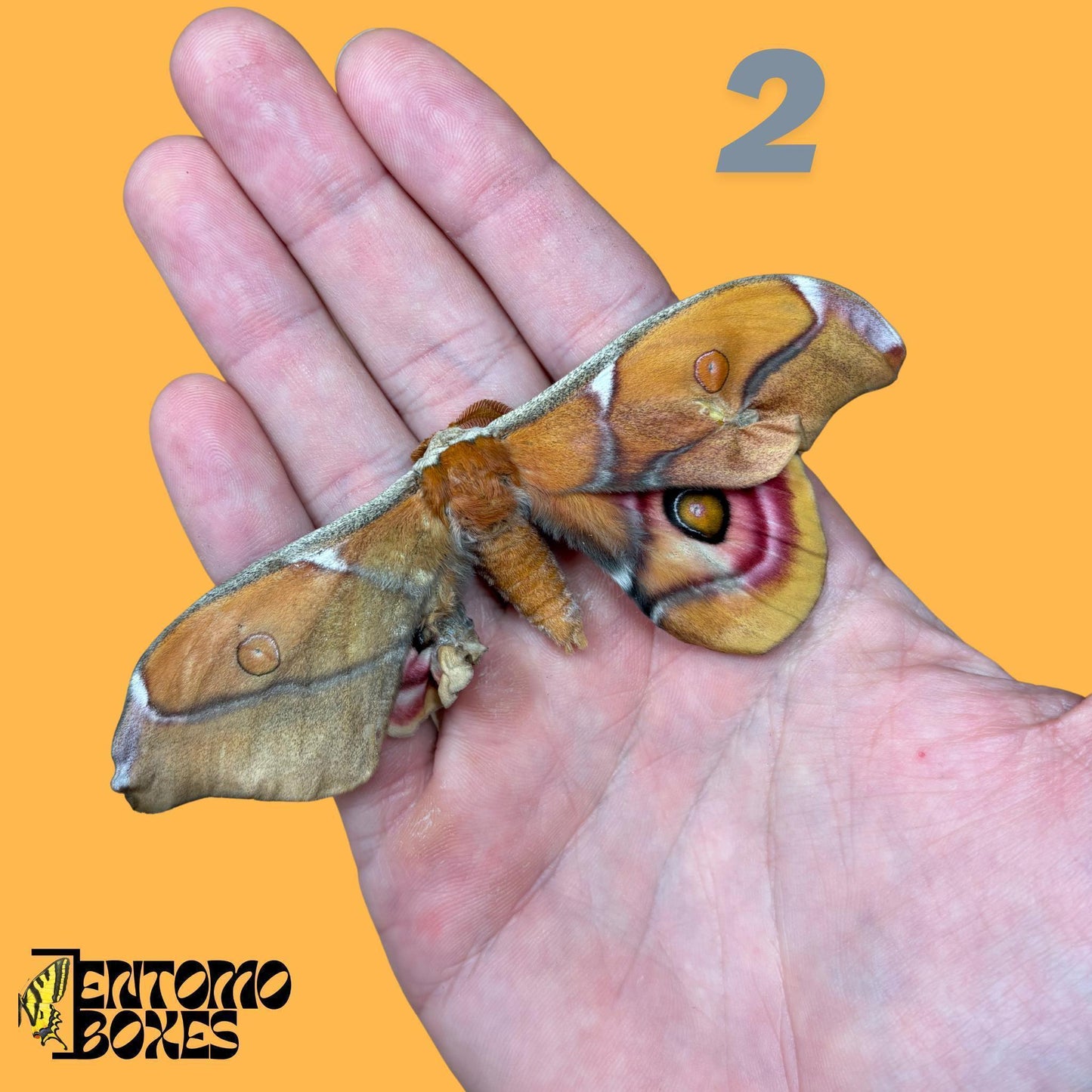 Real Antherina Suraka Moth Specimen, Pinned or Unmounted, Madagascar Silk Moth, Entomology Display, Taxidermy Insect (etsy image id: 7987234978)
