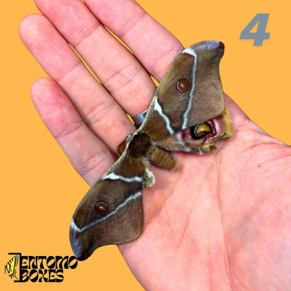 Real Antherina Suraka Moth Specimen, Pinned or Unmounted, Madagascar Silk Moth, Entomology Display, Taxidermy Insect (etsy image id: 7987235072)