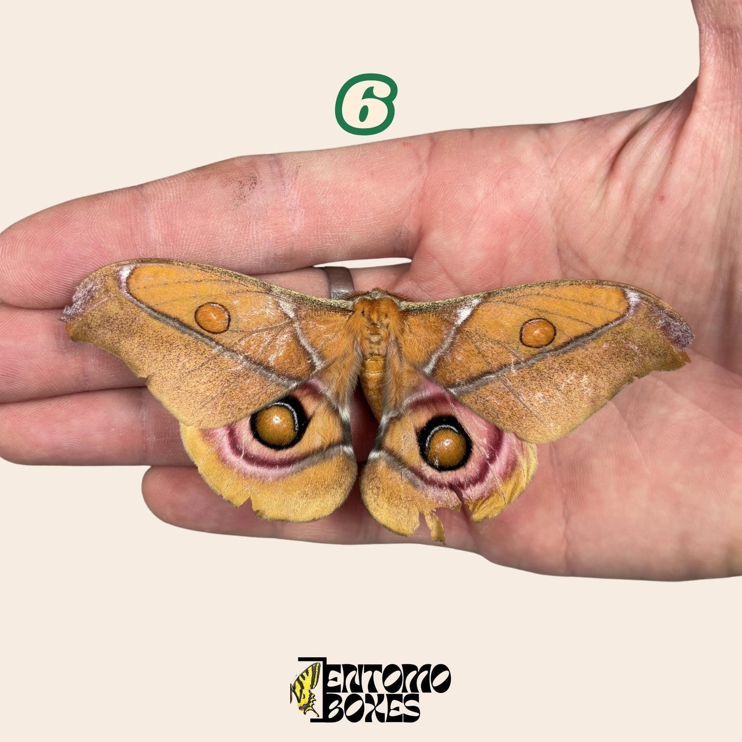 Real Antherina Suraka Moth Specimen, Pinned or Unmounted, Madagascar Silk Moth, Entomology Display, Taxidermy Insect (etsy image id: 7987235178)