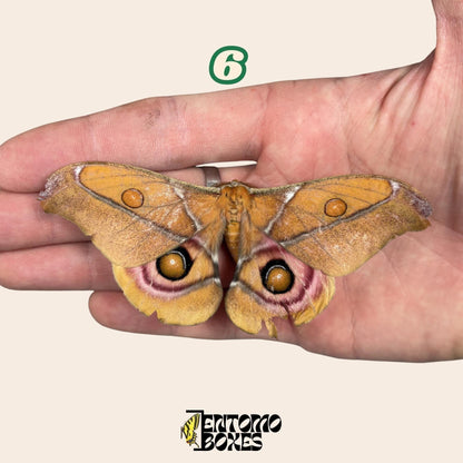 Real Antherina Suraka Moth Specimen, Pinned or Unmounted, Madagascar Silk Moth, Entomology Display, Taxidermy Insect (etsy image id: 7987235178)