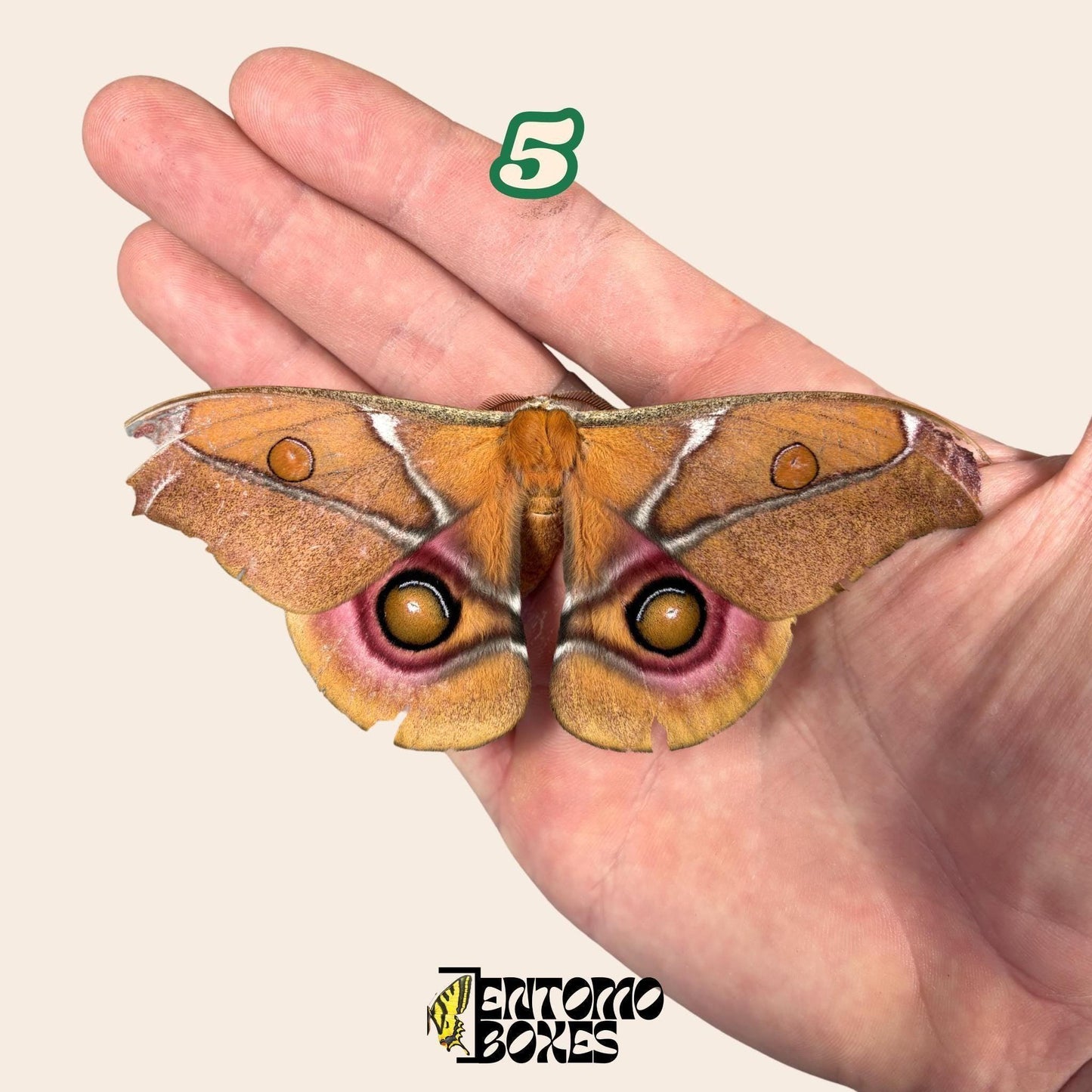 Real Antherina Suraka Moth Specimen, Pinned or Unmounted, Madagascar Silk Moth, Entomology Display, Taxidermy Insect (etsy image id: 7987235286)