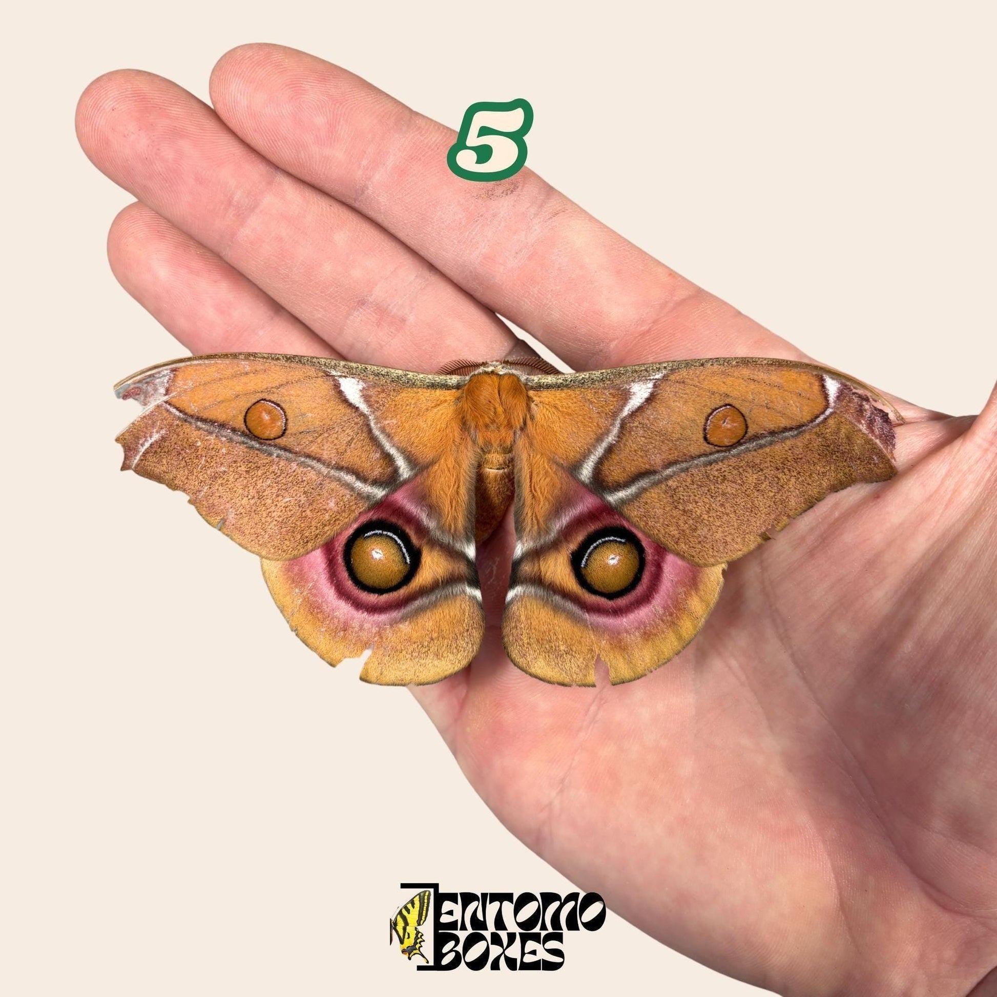 Real Antherina Suraka Moth Specimen, Pinned or Unmounted, Madagascar Silk Moth, Entomology Display, Taxidermy Insect (etsy image id: 7987235286)