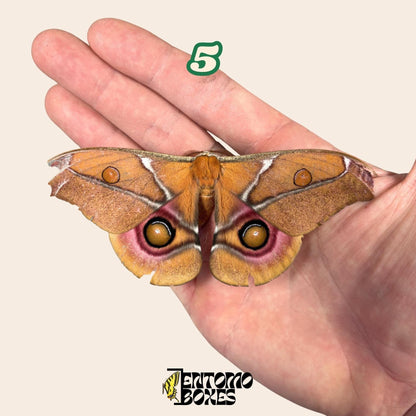 Real Antherina Suraka Moth Specimen, Pinned or Unmounted, Madagascar Silk Moth, Entomology Display, Taxidermy Insect (etsy image id: 7987235286)