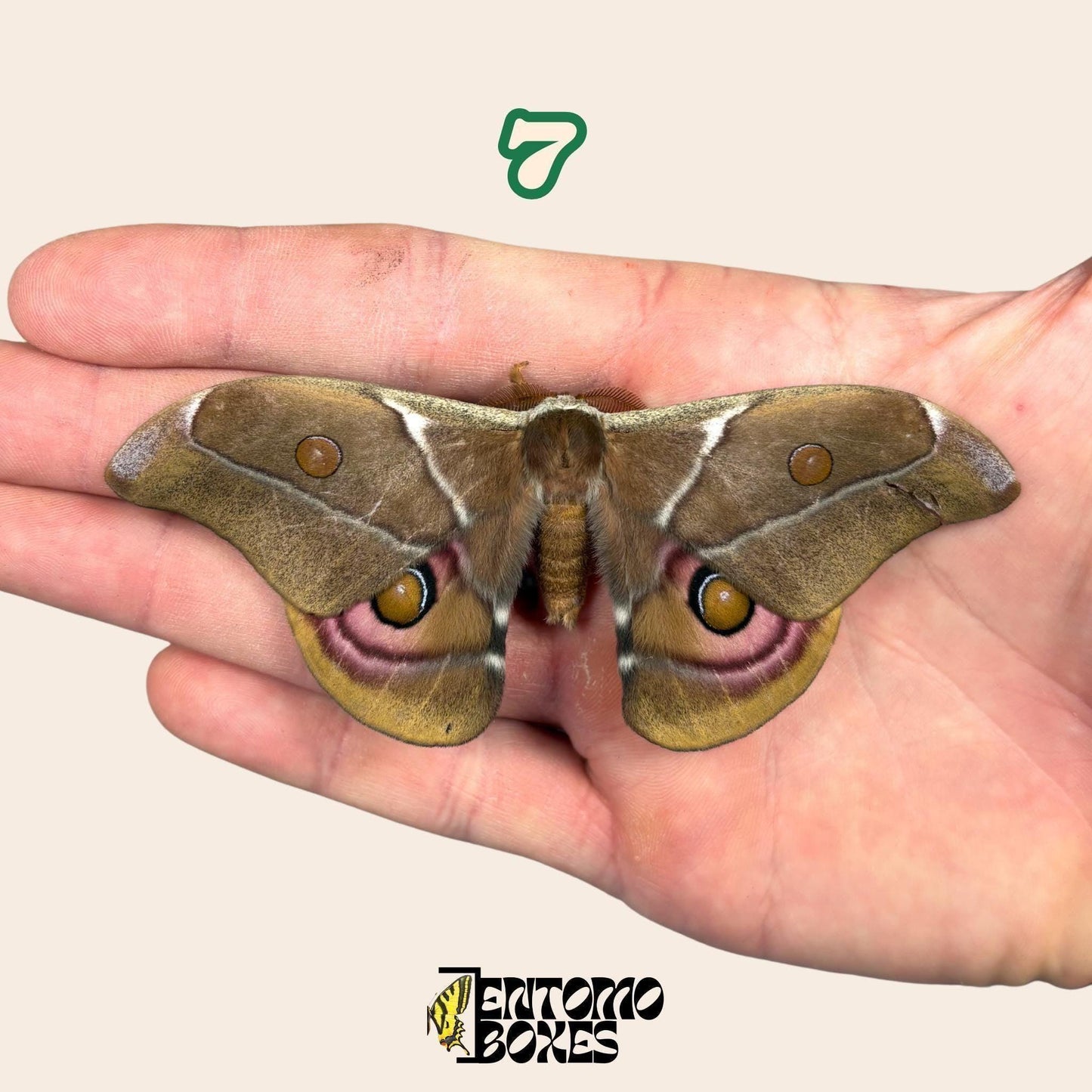 Real Antherina Suraka Moth Specimen, Pinned or Unmounted, Madagascar Silk Moth, Entomology Display, Taxidermy Insect (etsy image id: 7987235396)