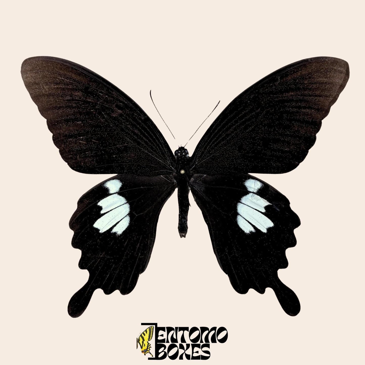Papilio helenus butterfly on pin (etsy image id: 7987235796)