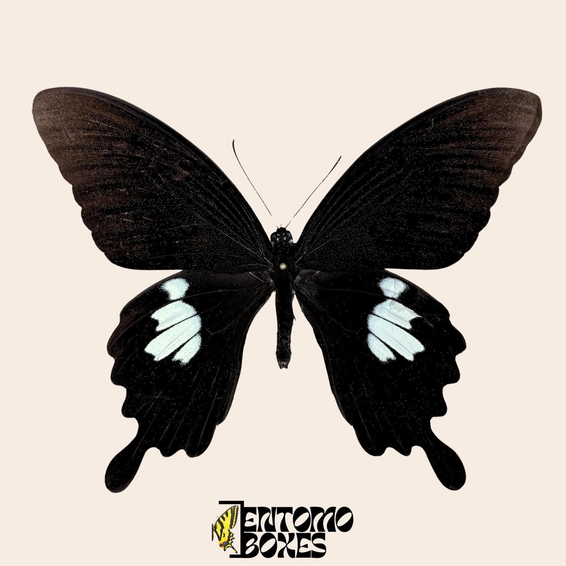 Papilio helenus butterfly on pin (etsy image id: 7987235796)
