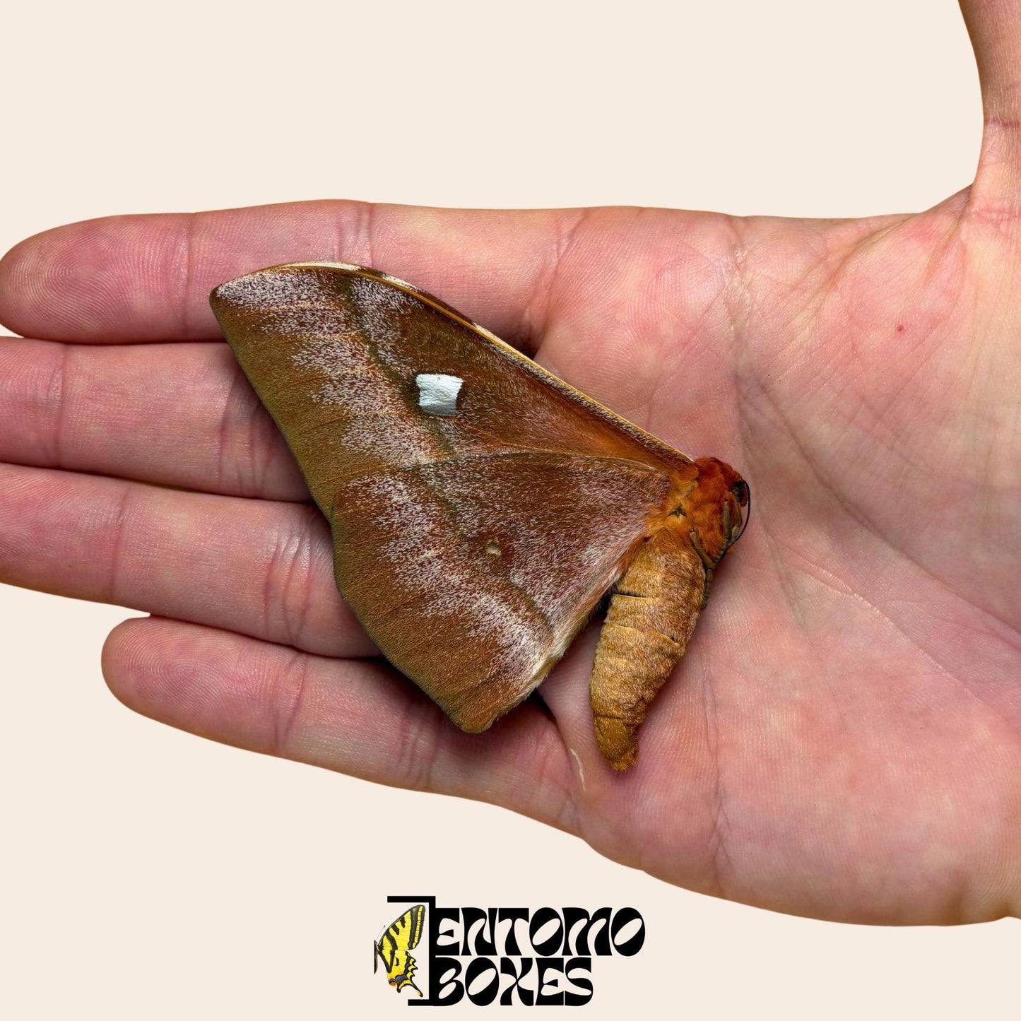 bunaea alcinoe closed wings moth (etsy image id: 7990036434)