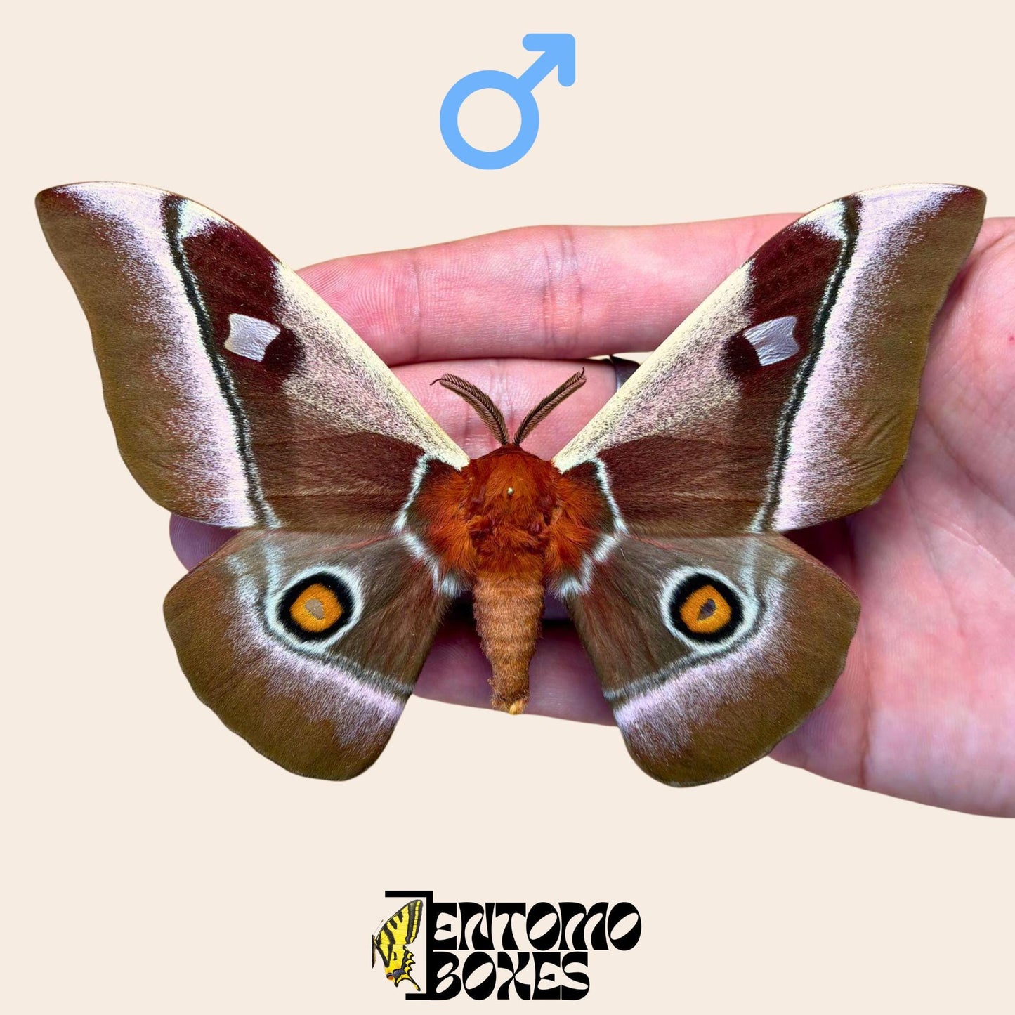bunaea alcinoe pinned male moth (etsy image id: 7990036554)