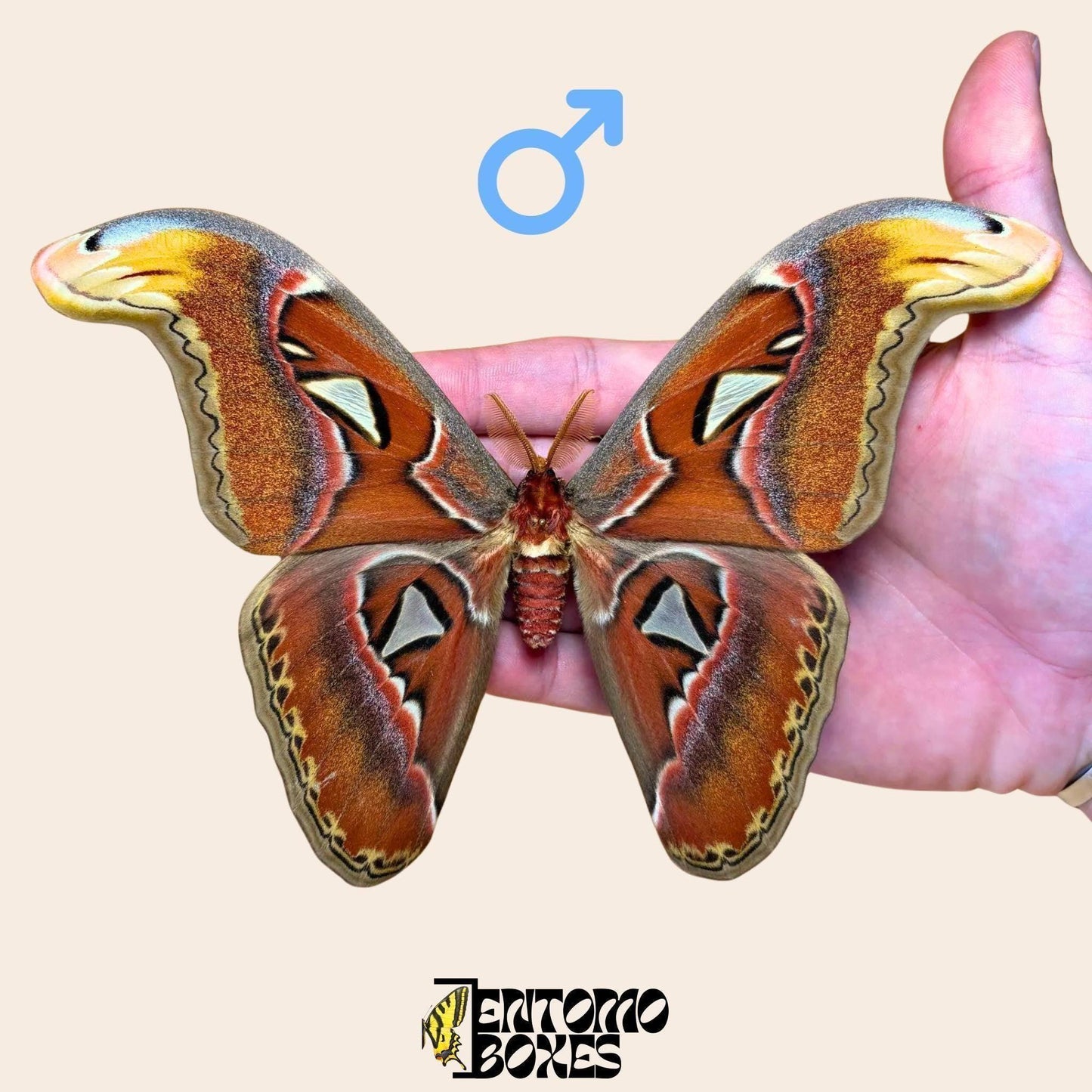 attacus atlas pinned male moth (etsy image id: 7990043428)