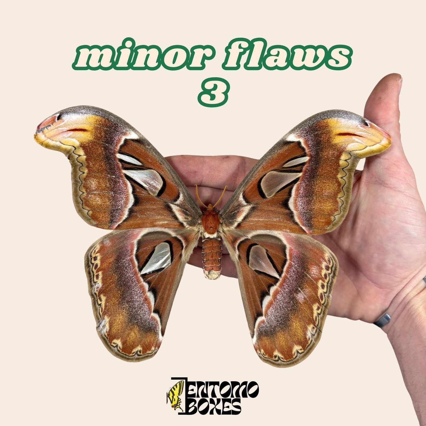 attacus atlas pinned male moth (etsy image id: 7990043586)