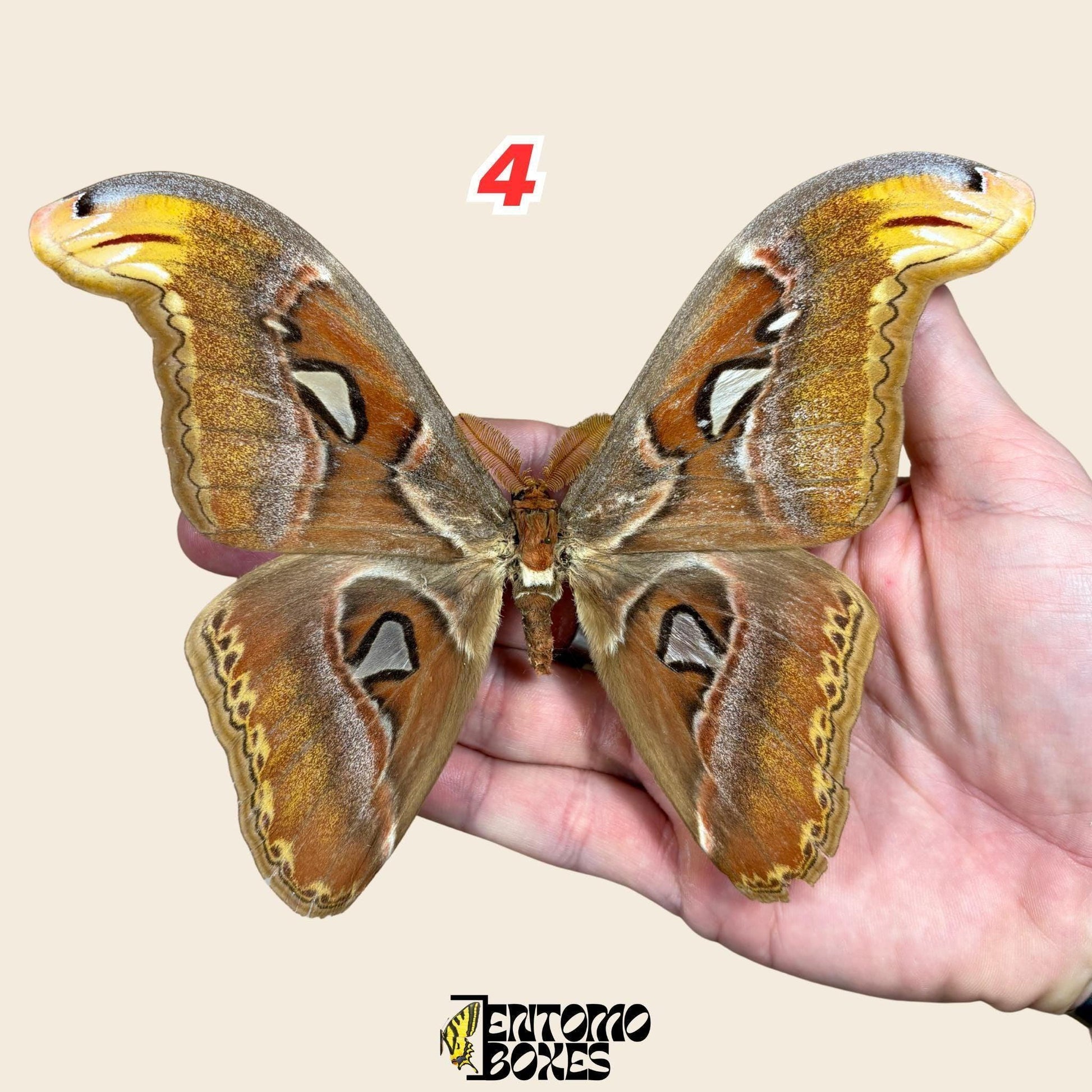 Pinned Attacus Atlas Moth: real Giant Atlas Silk Moth Specimen for taxidermy collection (etsy image id: 7990043702)