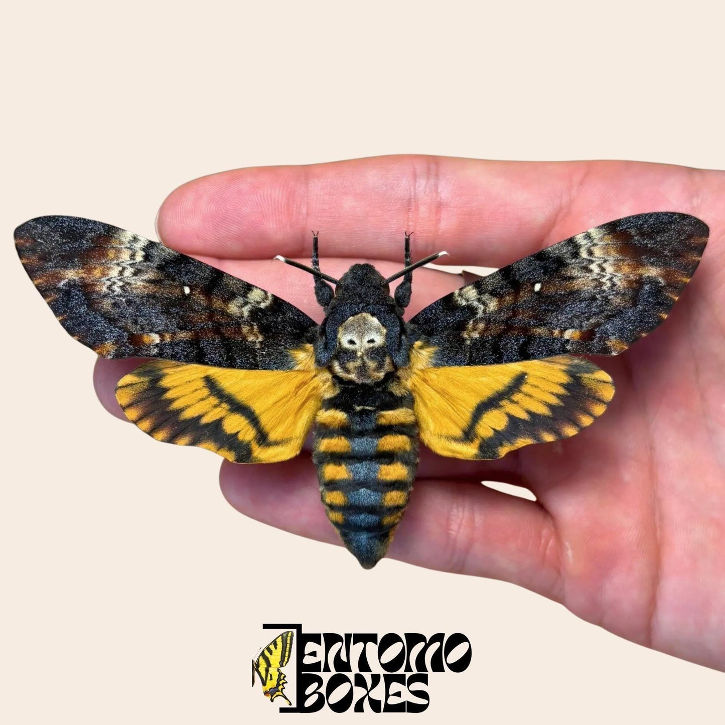acherontia atropos pinned female moth (etsy image id: 7996747017)