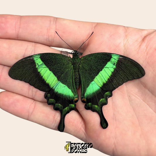 papilio palinurus unmounted papered specimen