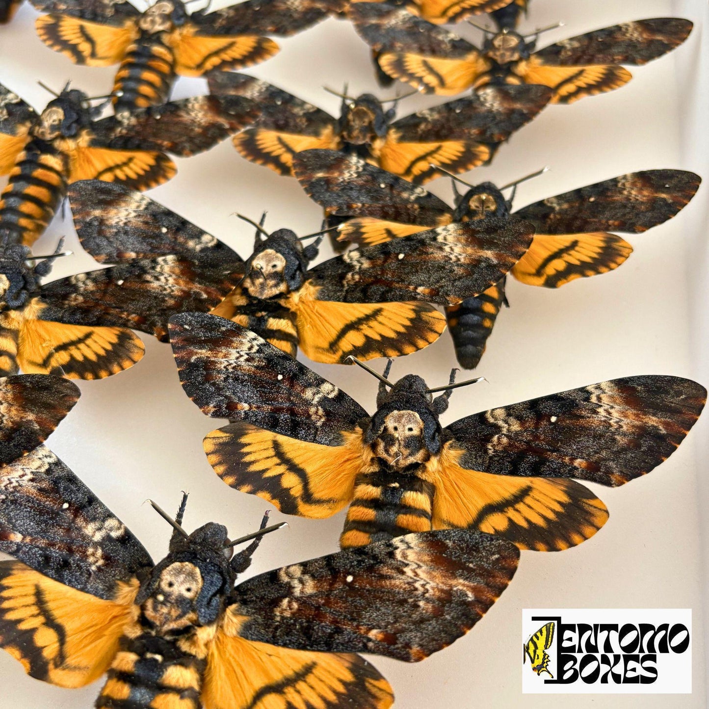 acherontia atropos deaths head hawkmoths in entomology box (etsy image id: 7996747109)