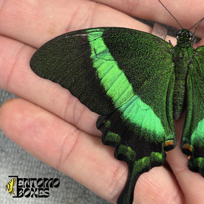 papilio palinurus wing closeup (etsy image id: 7996747215)