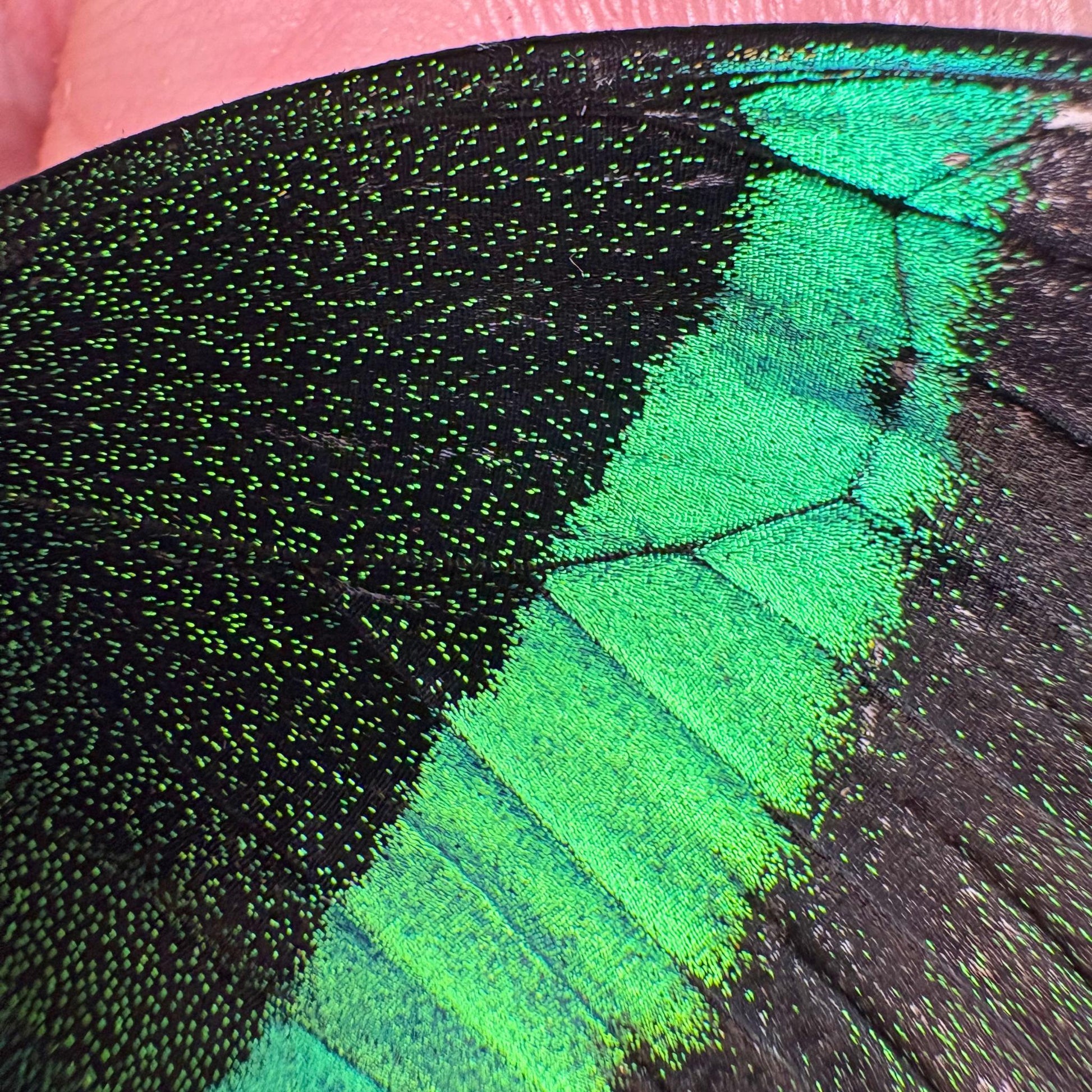 papilio palinurus wing closeup (etsy image id: 7996747437)