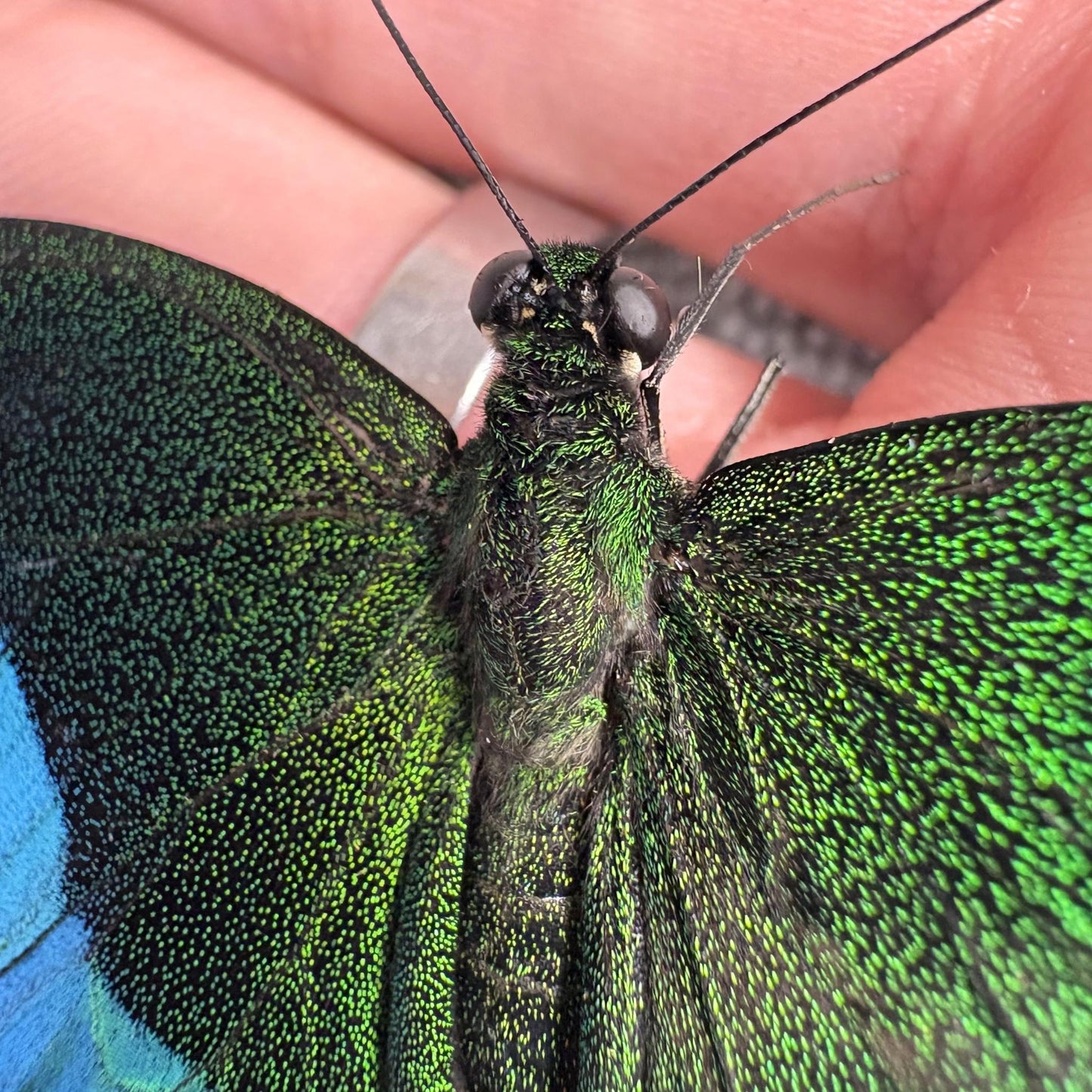 papilio palinurus closeup (etsy image id: 7996747517)