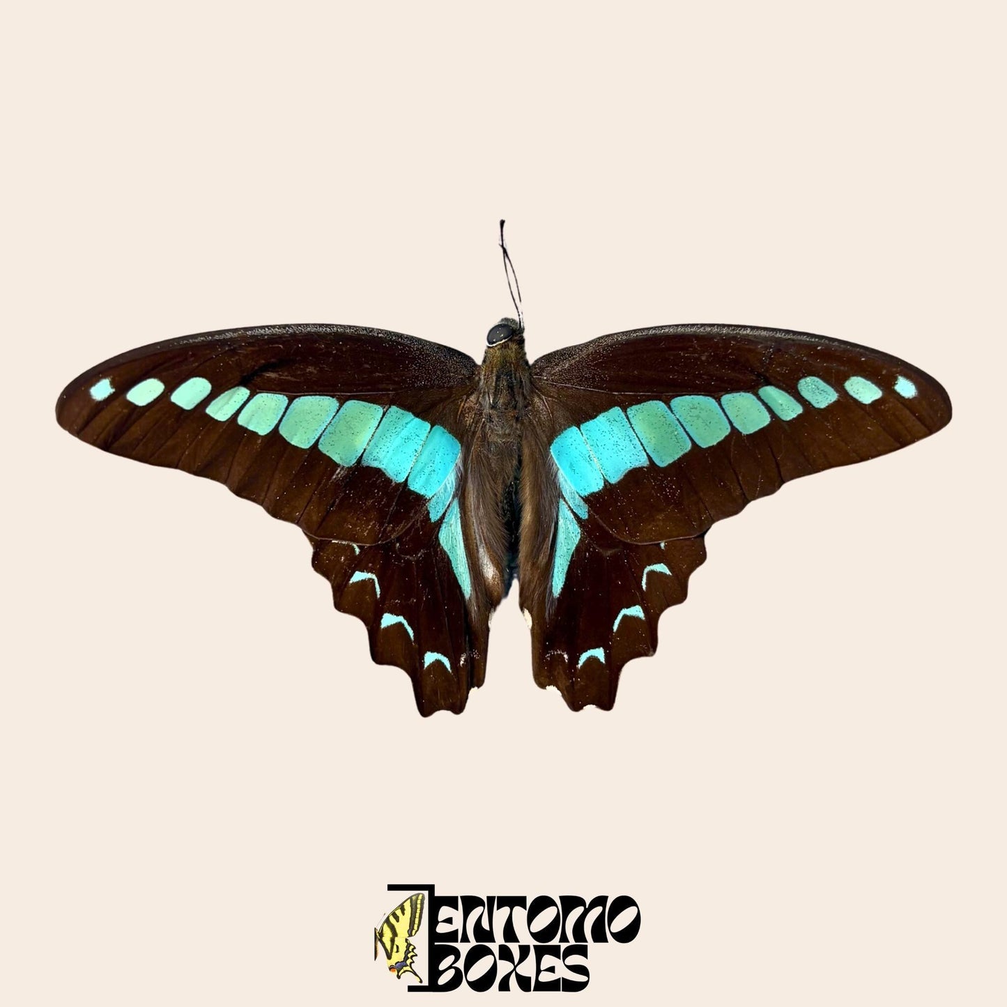 graphium saperdon specimen with opened wings (etsy image id: 7997015950)