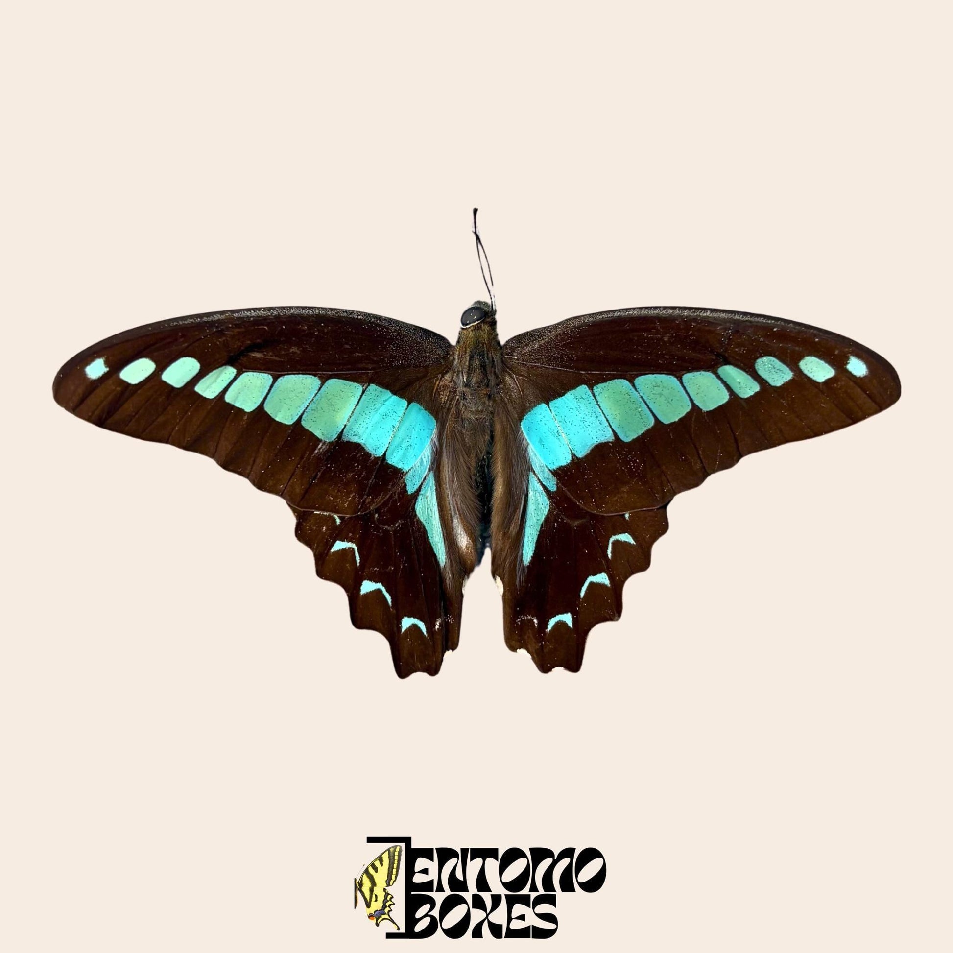 graphium saperdon specimen with opened wings (etsy image id: 7997015950)