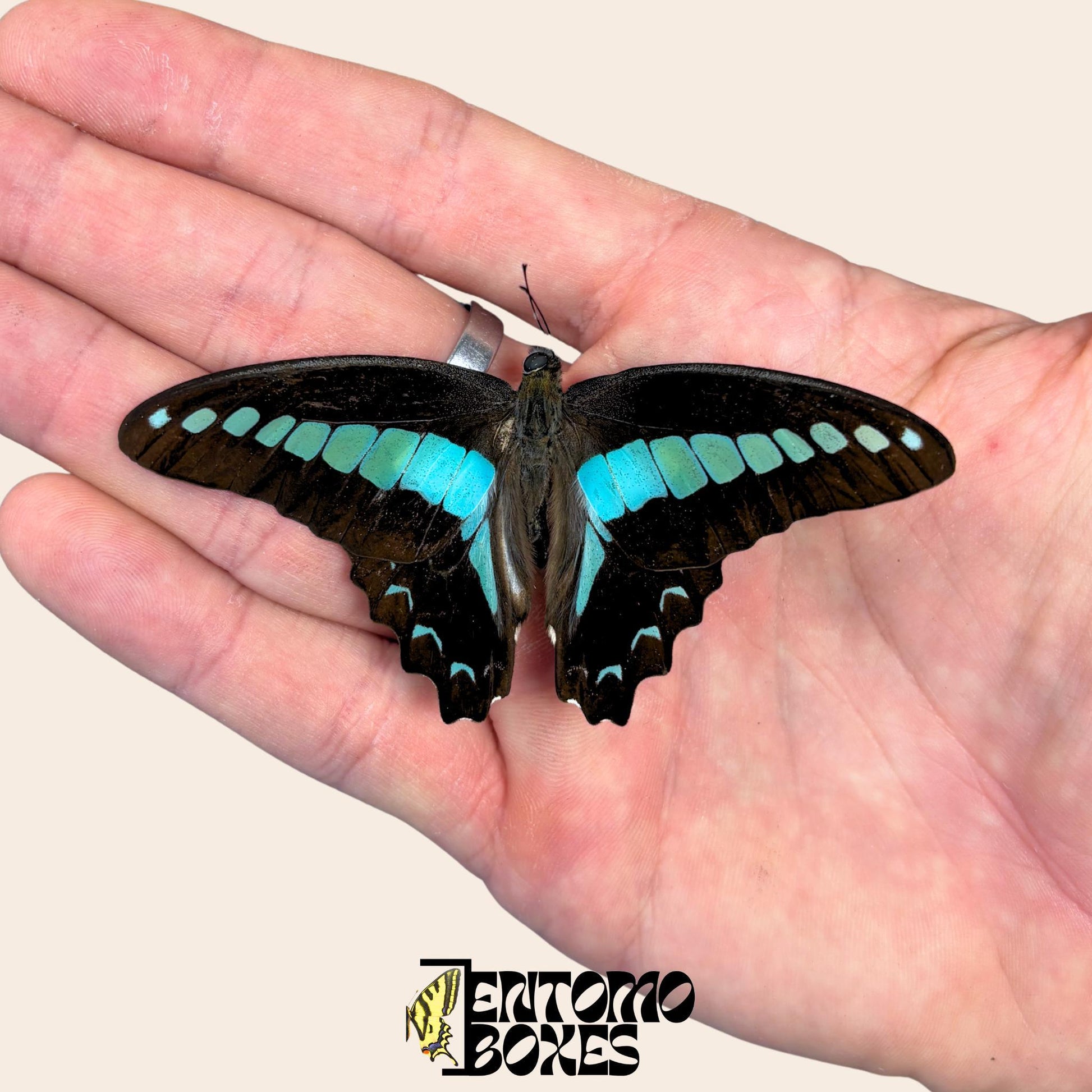 graphium saperdon specimen with opened wings (etsy image id: 7997015996)
