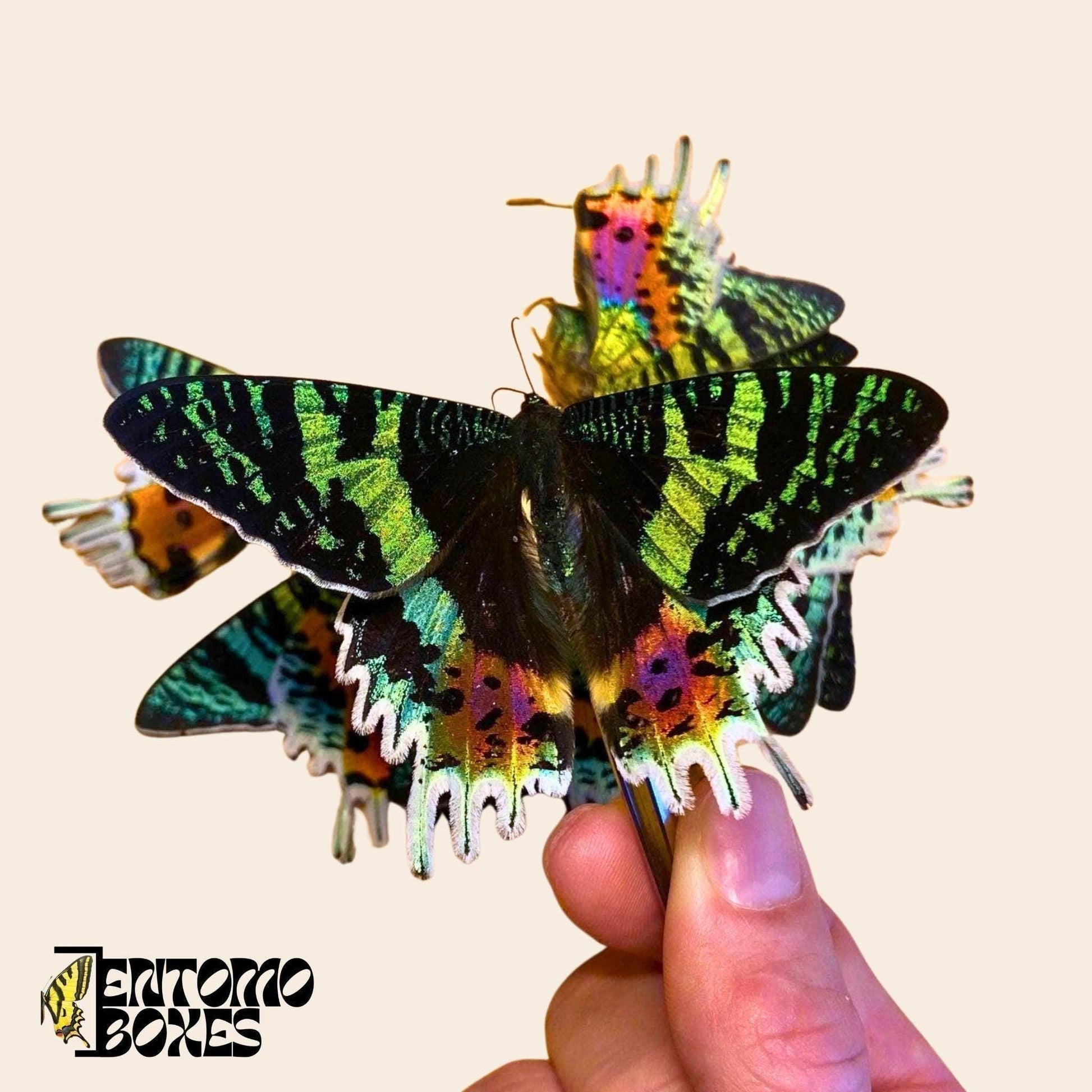 urania ripheus moth (etsy image id: 7997016284)