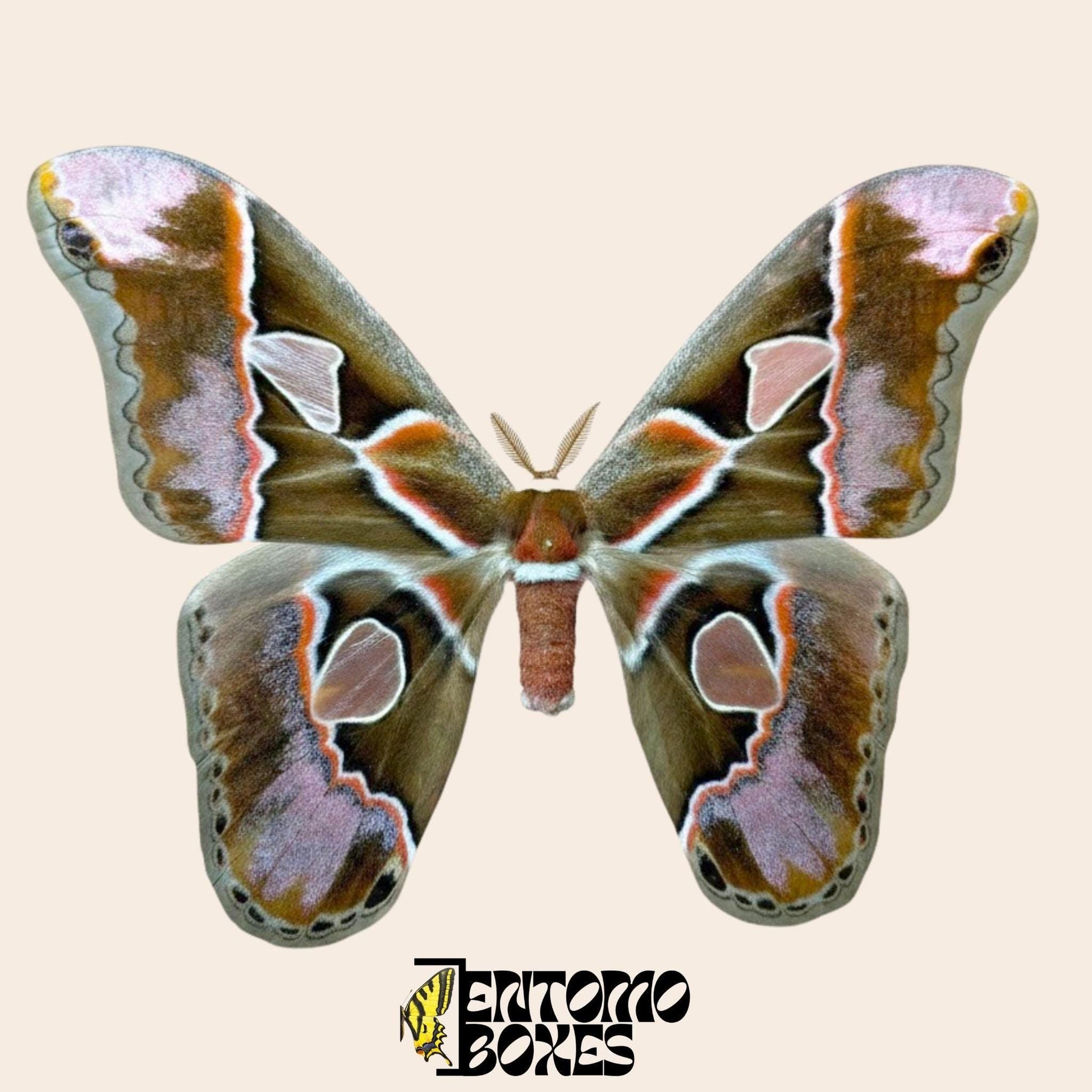 Rothschildia inca pinned male with opened wings