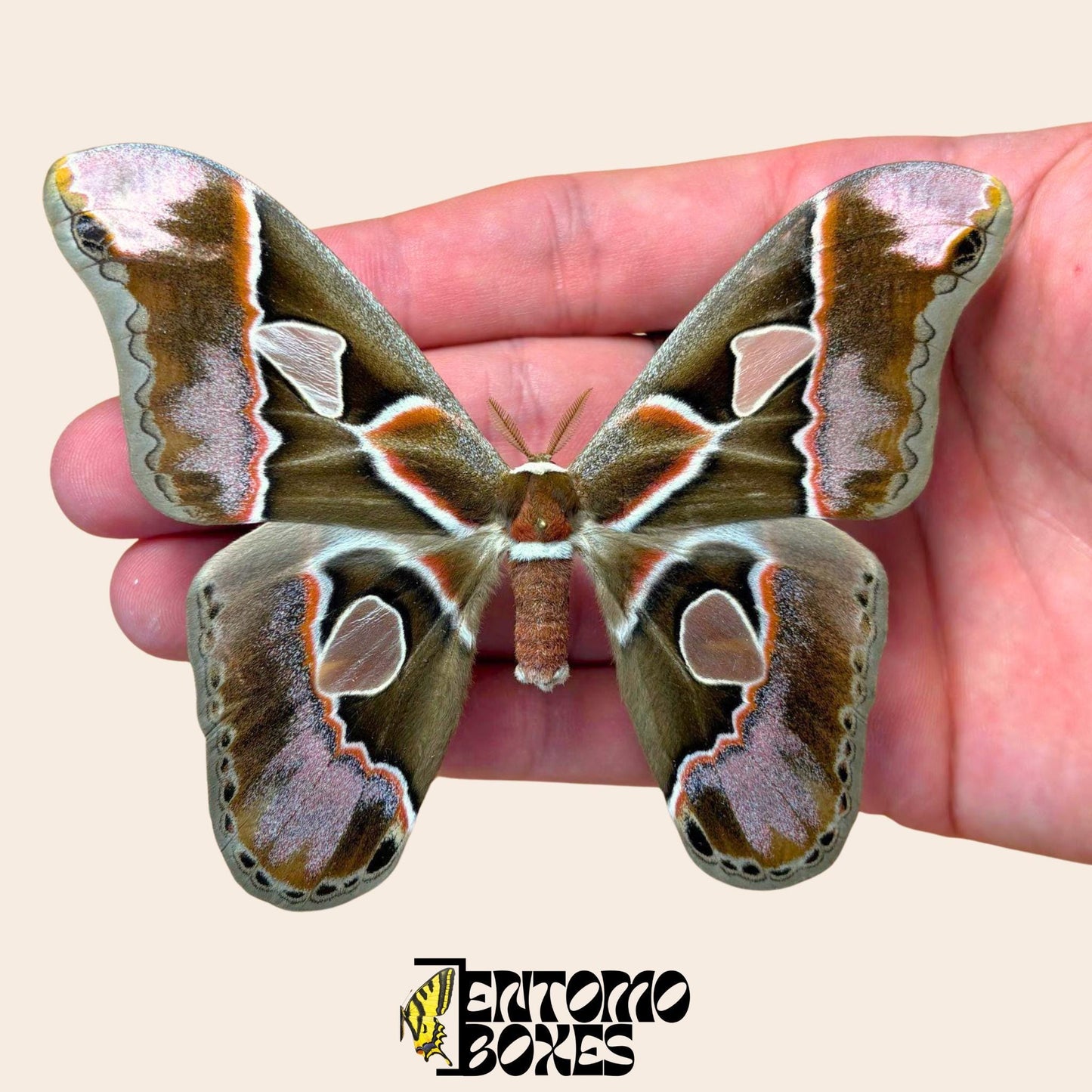 Rothschildia inca pinned male with opened wings