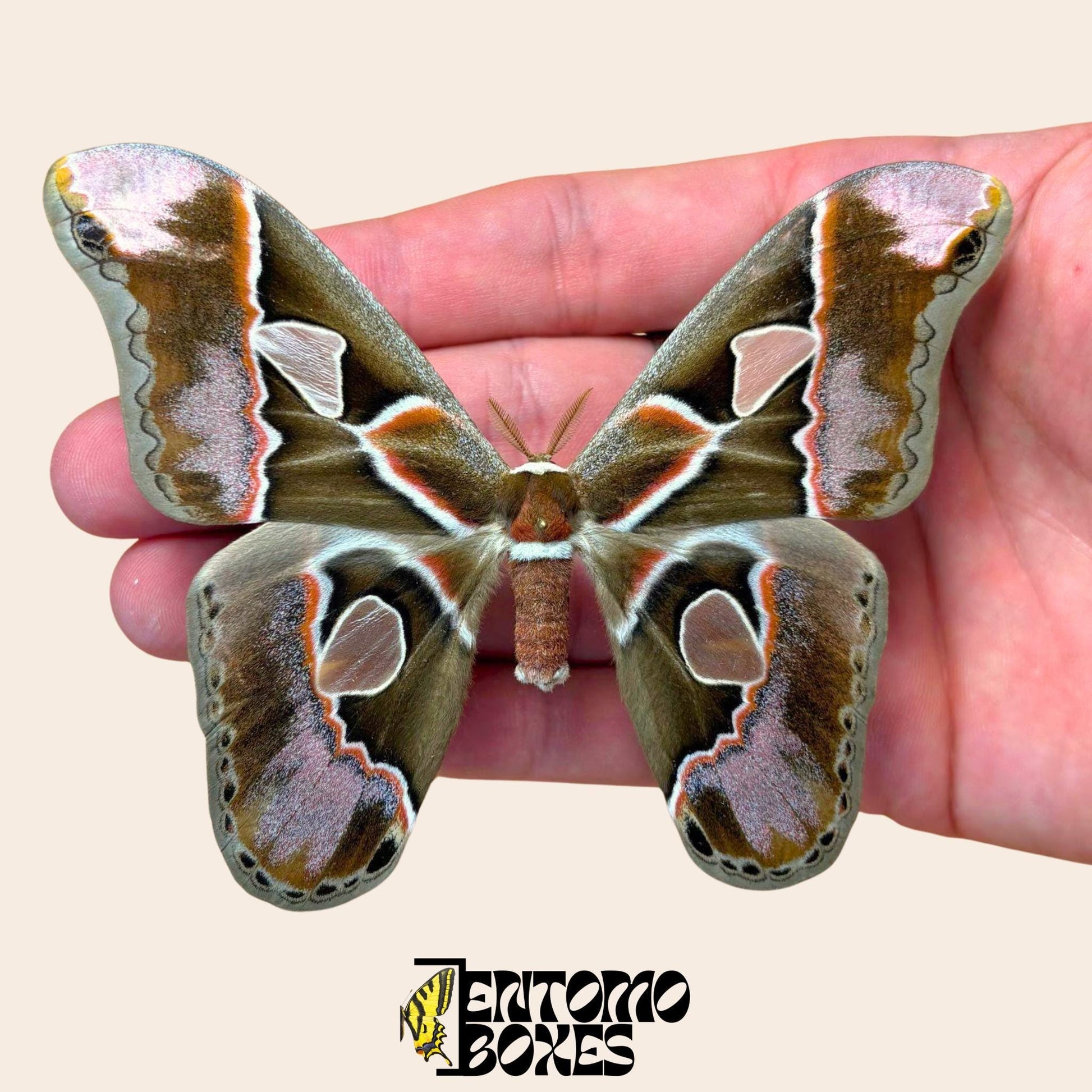 Rothschildia inca pinned male with opened wings