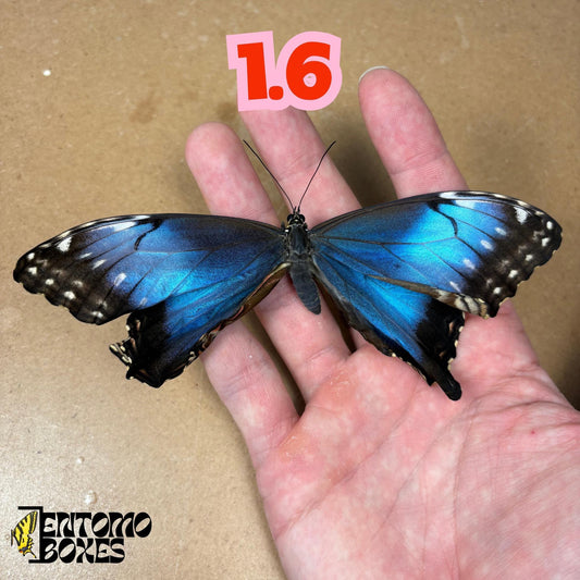 Real Blue Morpho Butterfly: B-Grade defected Dry Specimen for Taxidermy Repair (etsy image id: 7997016926)