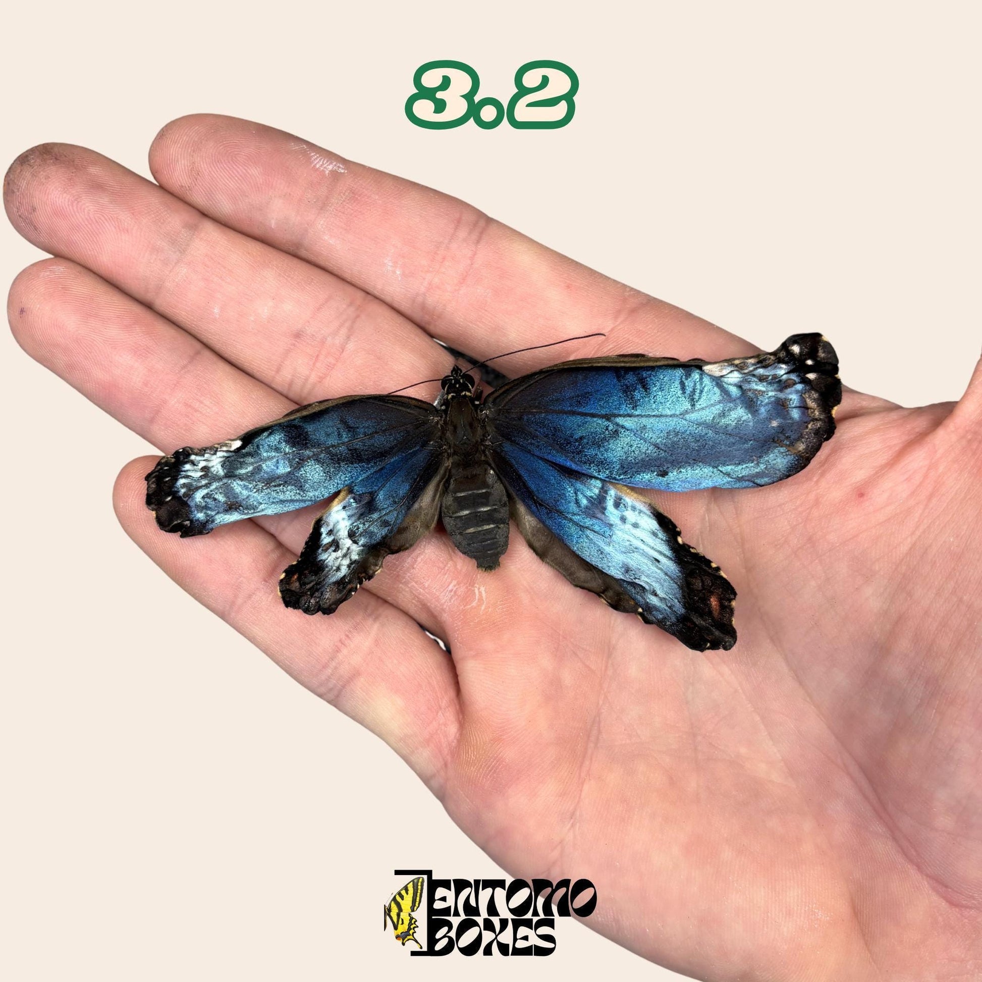 Real Blue Morpho Butterfly: B-Grade defected Dry Specimen for Taxidermy Repair