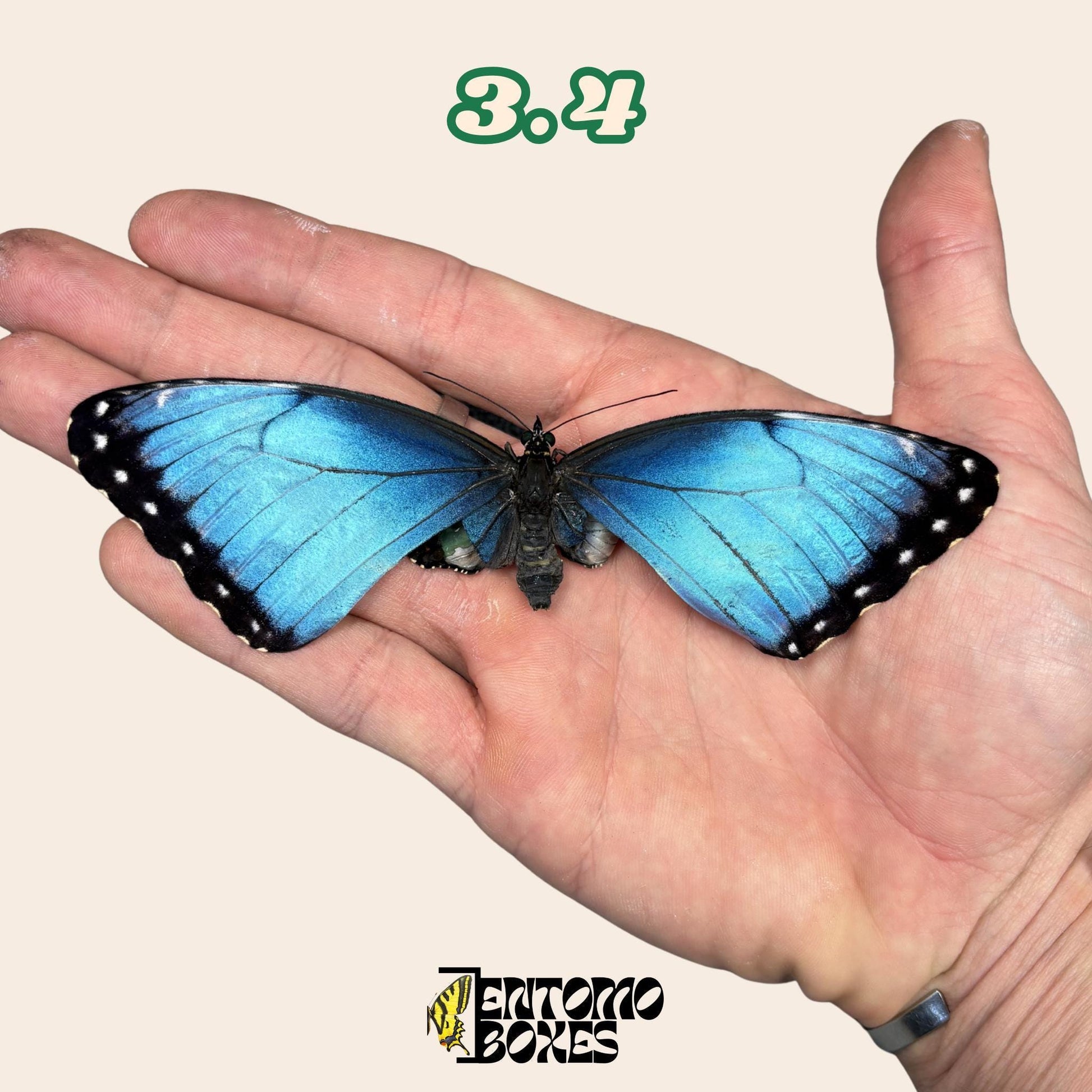 Real Blue Morpho Butterfly: B-Grade defected Dry Specimen for Taxidermy Repair