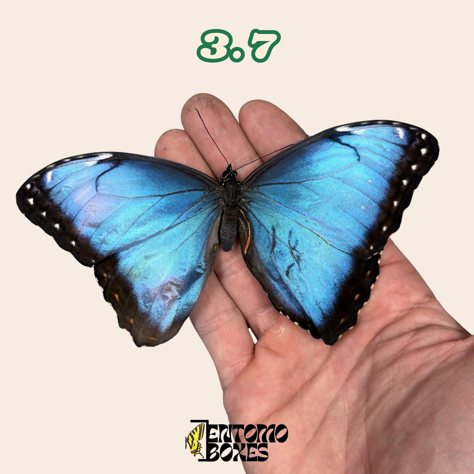 Real Blue Morpho Butterfly: B-Grade defected Dry Specimen for Taxidermy Repair